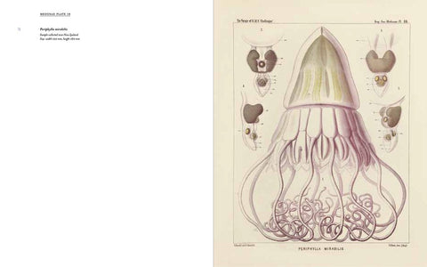 Art Forms from the Abyss: Ernst Haeckel's Images From The Hms Challenger Expedition