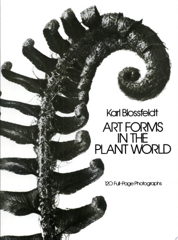 Karl Blossfeldt: Art Forms in the Plant World