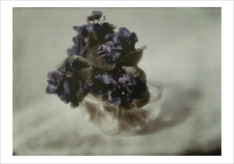 Heinrich Kühn: Still-Life with Violets [Postcard]